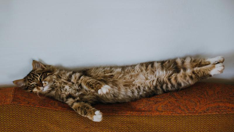 pexels-babydov-7790014(1).jpg