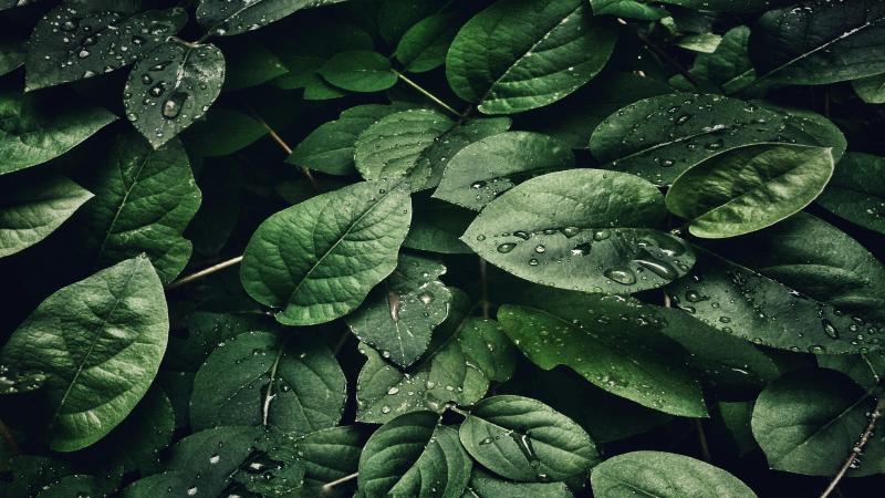 pexels-sohi-807598(1).jpg