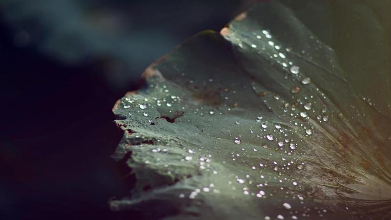 pexels-neosiam-589179(1).jpg