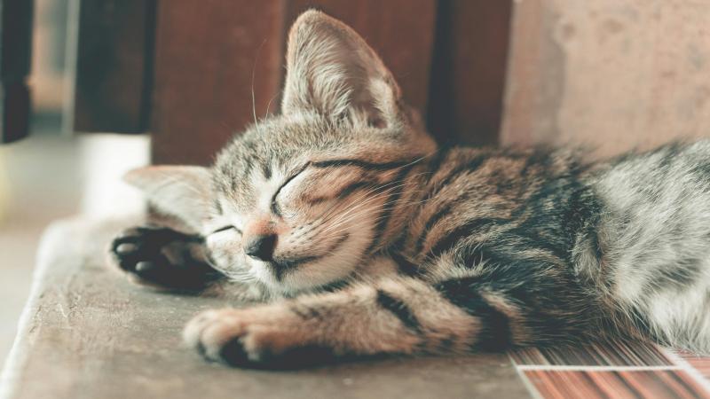 pexels-ihsanaditya-1056251(1).jpg