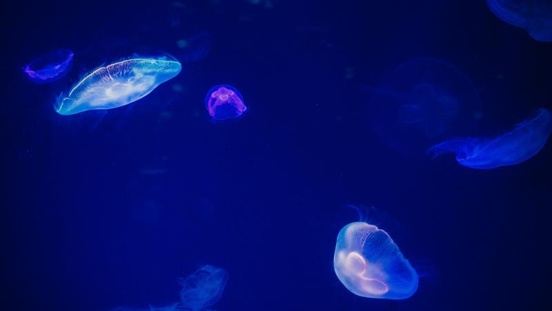 pexels-iriser-1086585(1).jpg