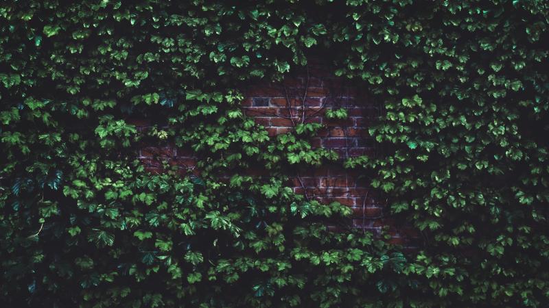 pexels-timmossholder-1171719(1).jpg