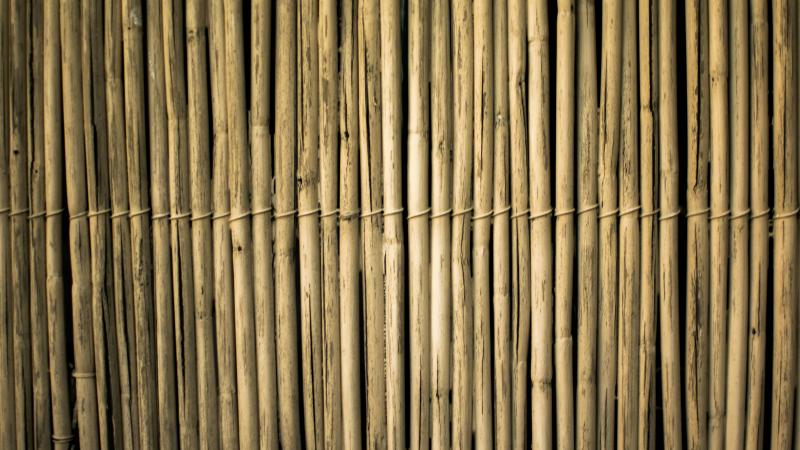 pexels-chiecharon-2463358(1).jpg