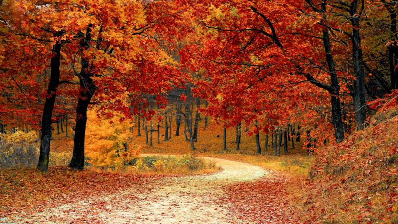 pexels-pixabay-33109(1).jpg