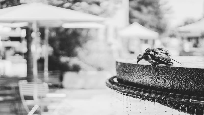 pexels-fabio-lima-253294-770233(1).jpg