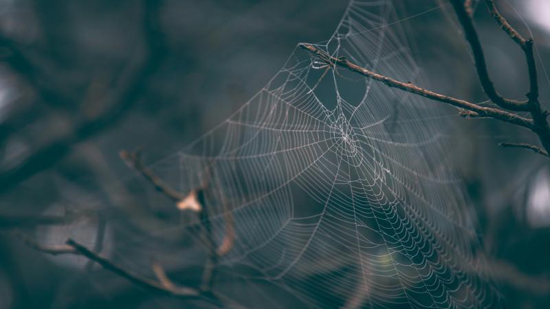 pexels-sudhakar-s-431232677-15255045(1).jpg