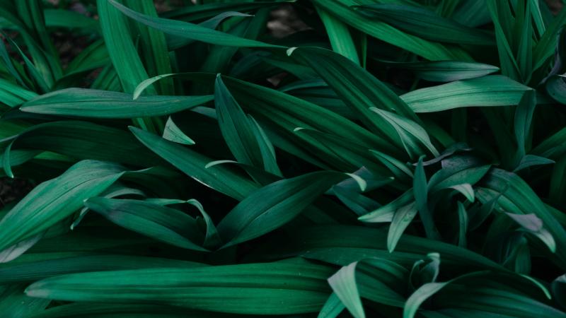 pexels-iriser-1090977(1).jpg