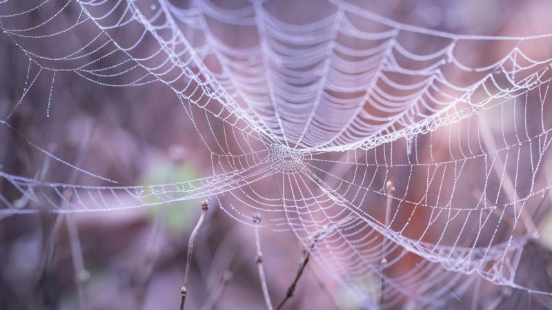 pexels-blooddrainer-217877(1).jpg