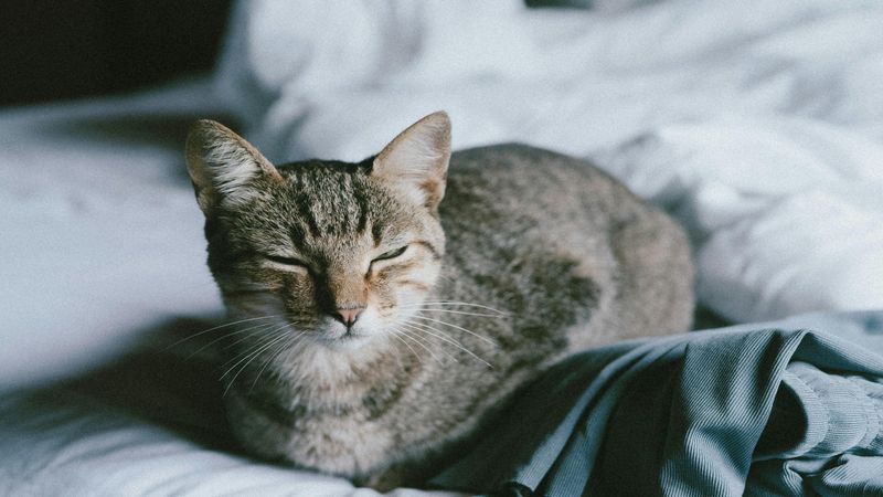 pexels-dolores-reyes-238540484-29221533.jpg
