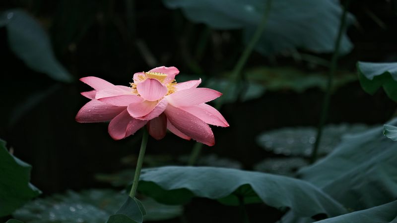 pexels-lily-lili-17626726-29618044.jpg