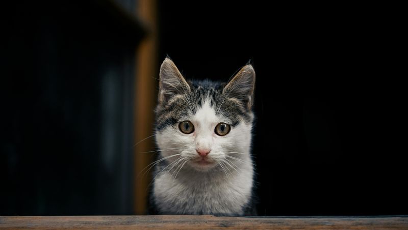 pexels-oktay-koseoglu-42034955-29758672.jpg