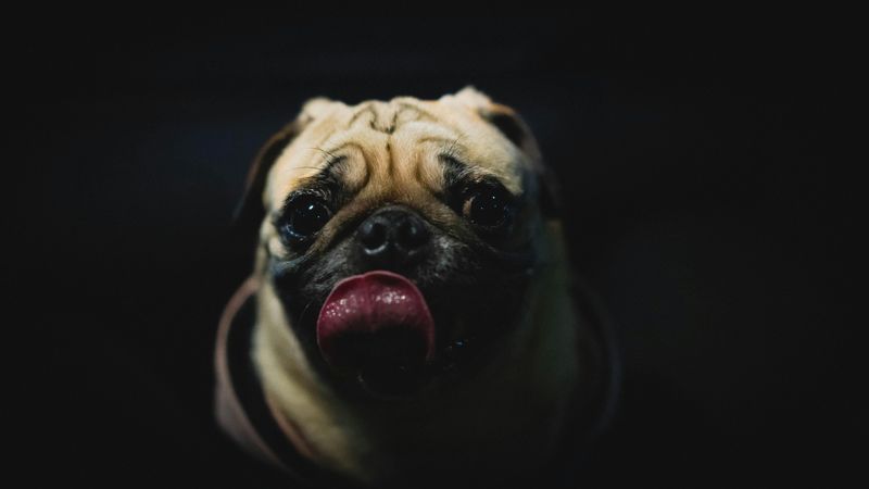 pexels-ruiyang-zhang-915467-1884500.jpg