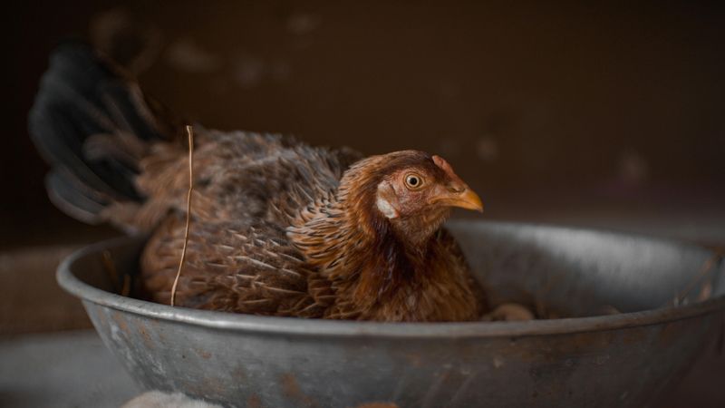 pexels-soundarapandian-ms-150090807-15116586.jpg